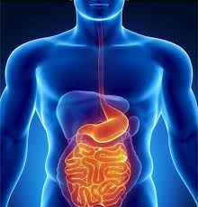 Gastrointestinal System and the Liver